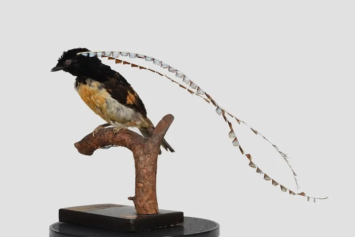 アート&イベントNEWS】特別展「鳥～ゲノム解析が解き明かす新しい鳥類