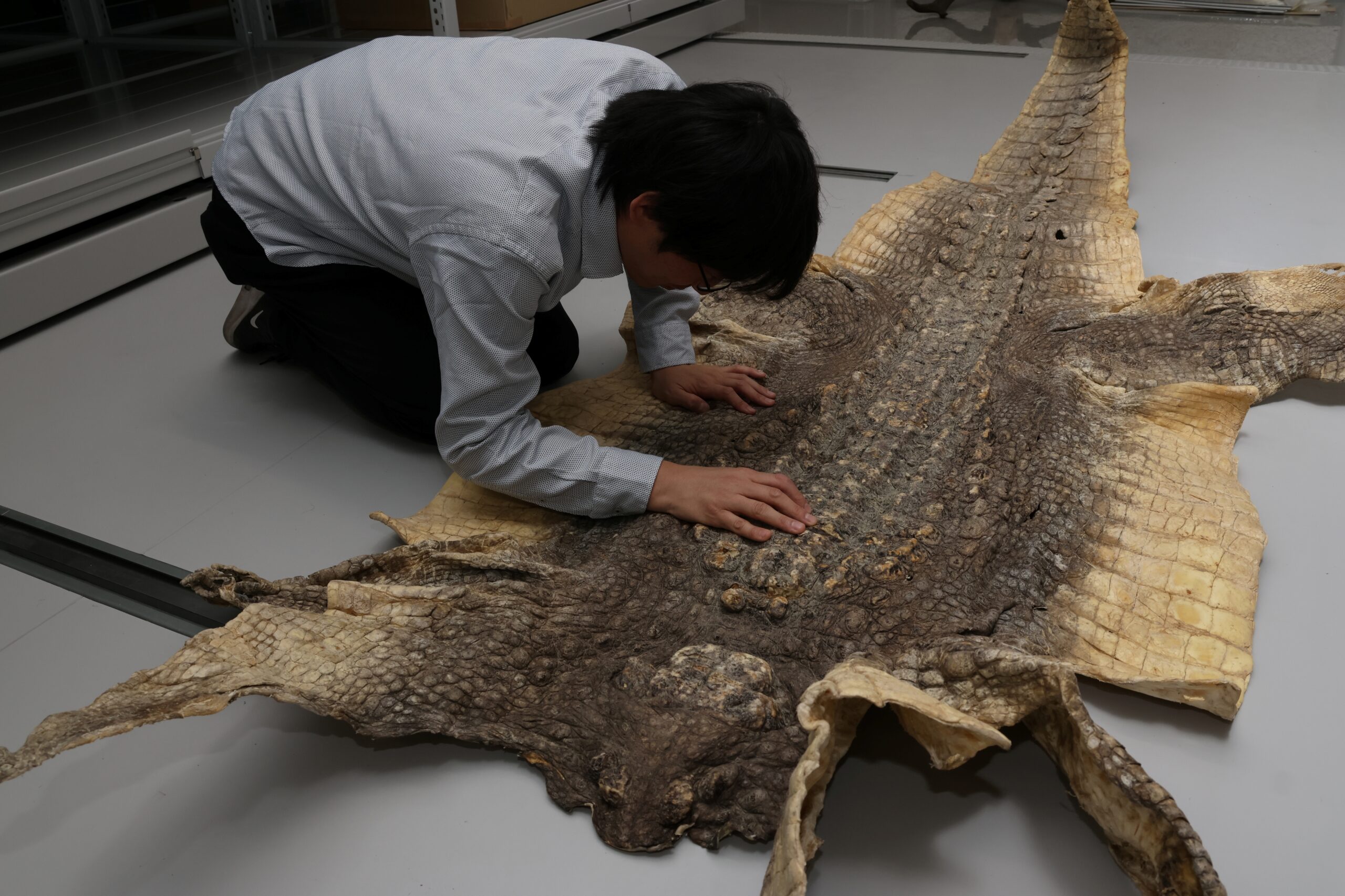 ワニ子ページ 飼育員さんもっとおしえて！──ワニのひみつ | 松橋利光, 池田菜津美